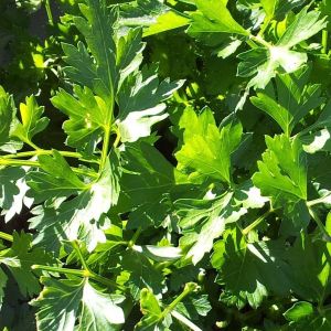 Parsley