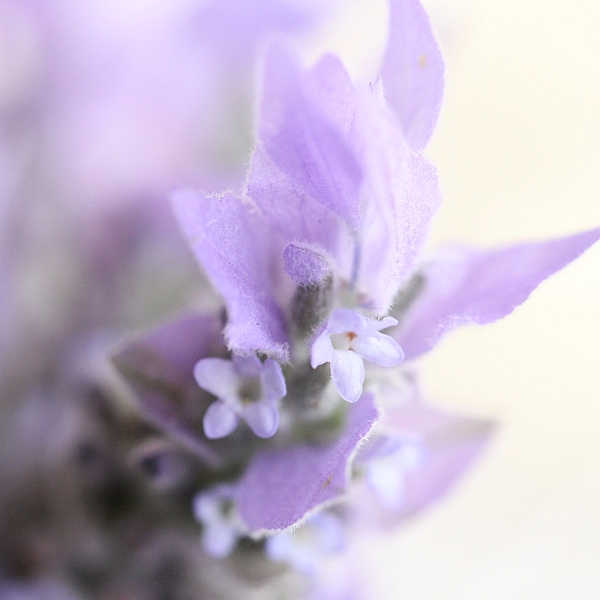 lavendar-shortbread5-square